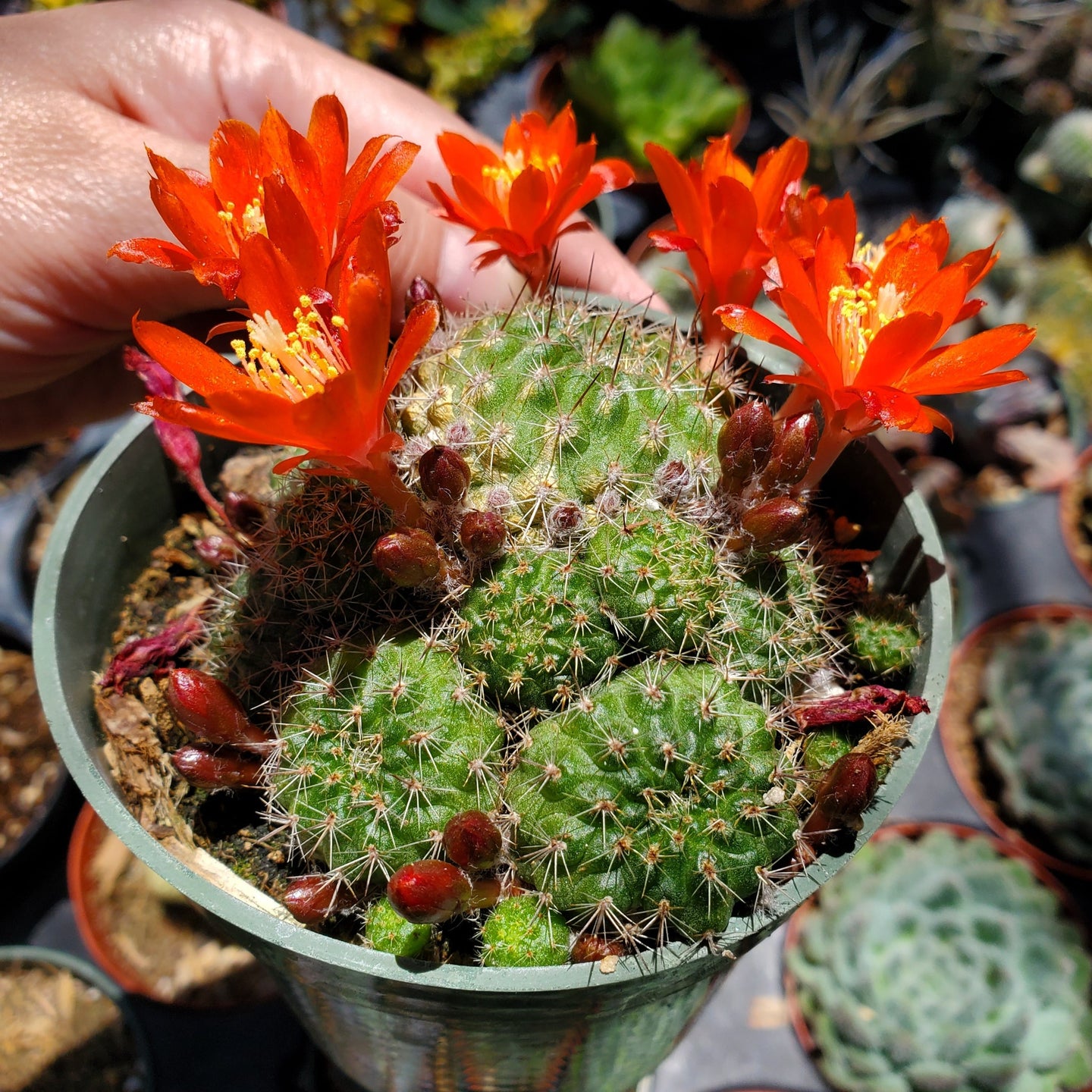 Rebutia fiebrigii var. donaldiana 'Donald's Red Crown Cactus'